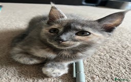 Mixed Breed cats for sale: Smokey Grey kittens for sale - Image 12