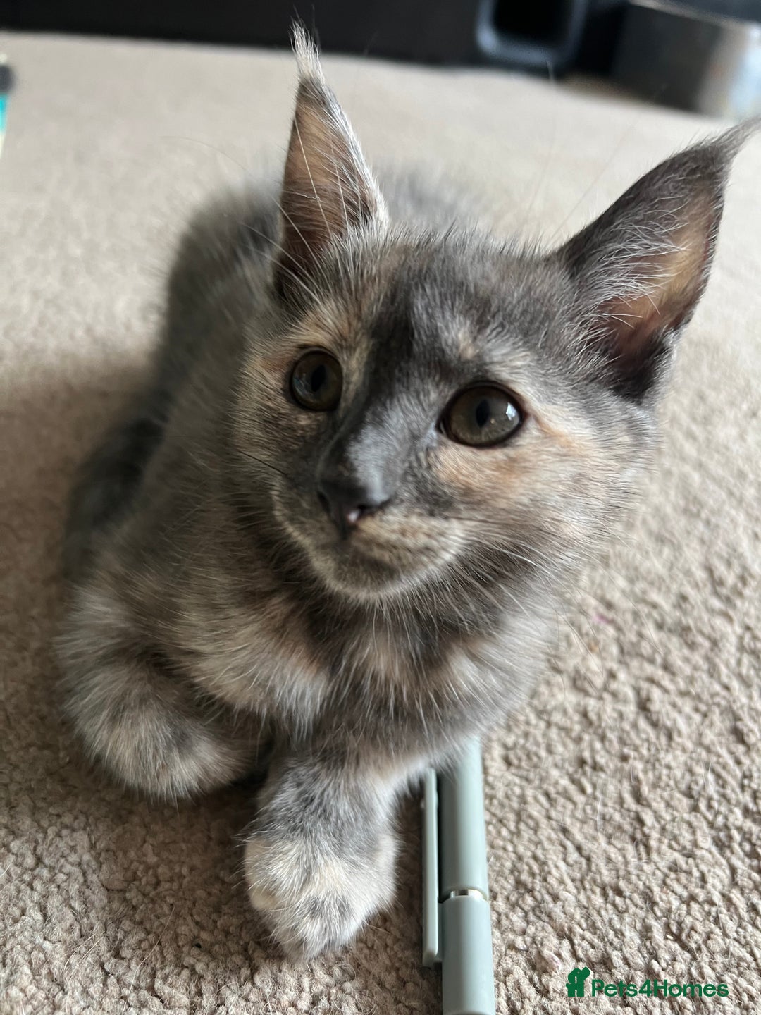 Mixed Breed cats for sale: Smokey Grey kittens for sale - Image 12
