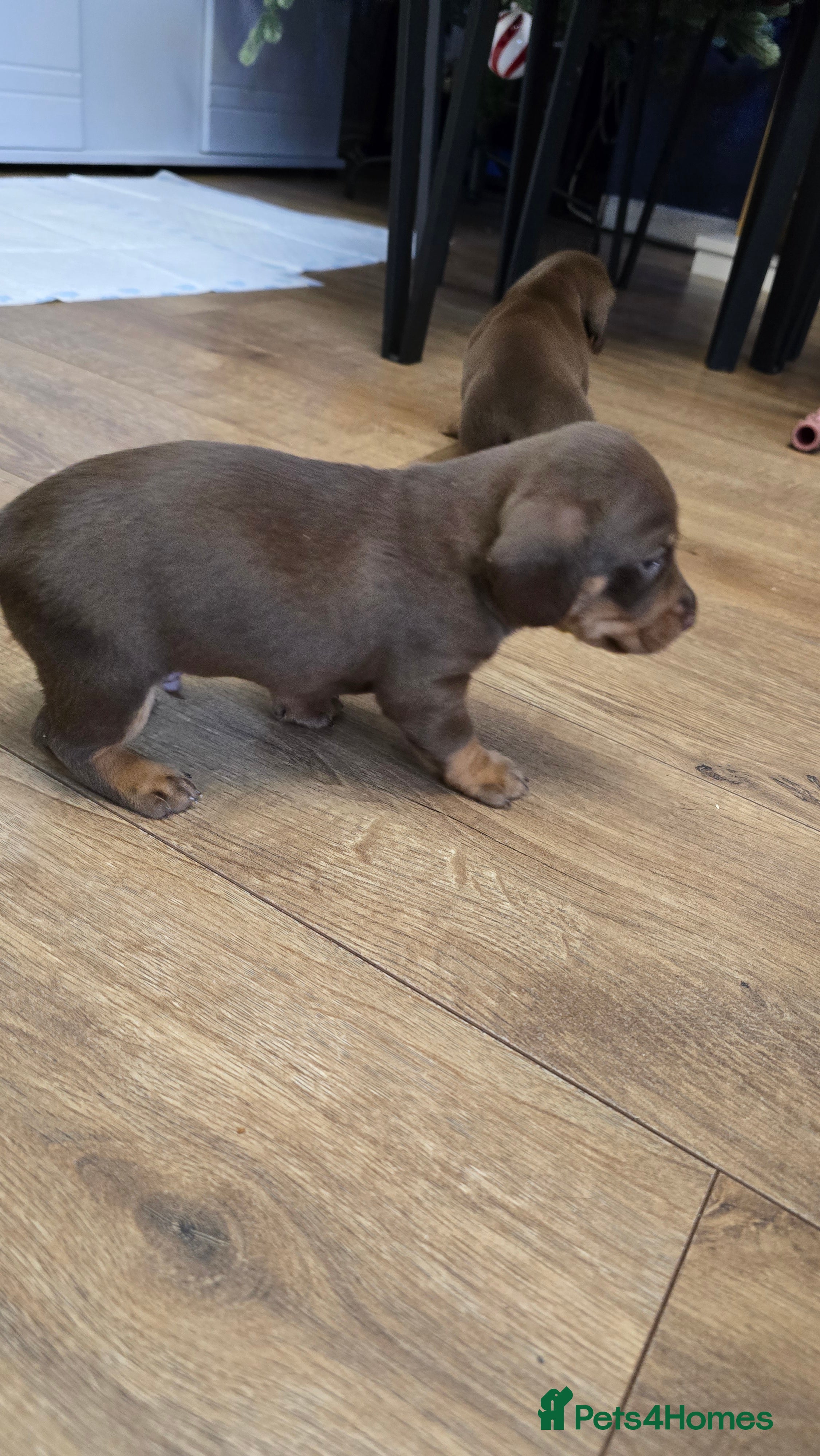 Dachshund dogs Mini dashhound only 3 boys left - Advert 1