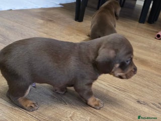 Dachshund dogs Mini dashhound only 3 boys left - Advert 18