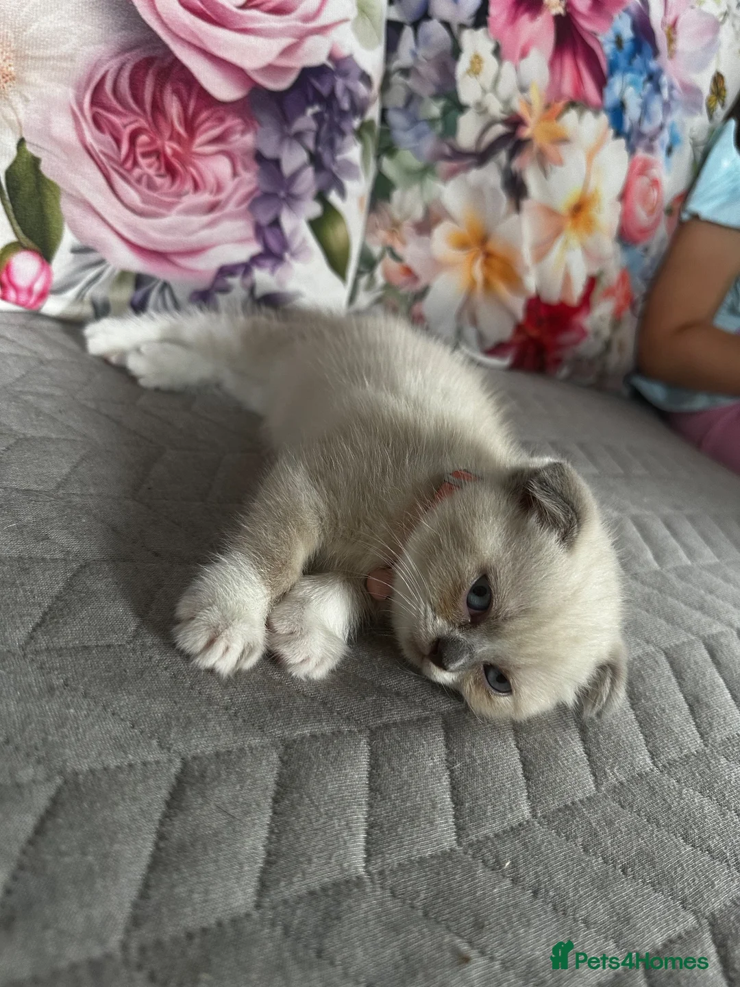Scottish Fold cats for sale: Scottish fold and British shorthair kittens in Slough - Advert 2