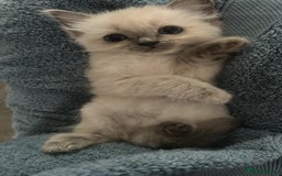 Ragdoll cats for sale: Stunning Ragdoll Kittens Flame/Blue/Seal - Image 7