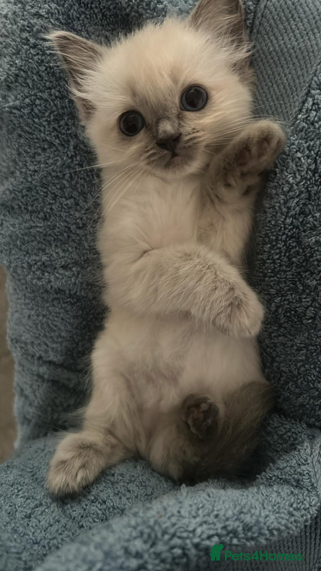Ragdoll cats for sale: Stunning Ragdoll Kittens Flame/Blue/Seal - Image 7