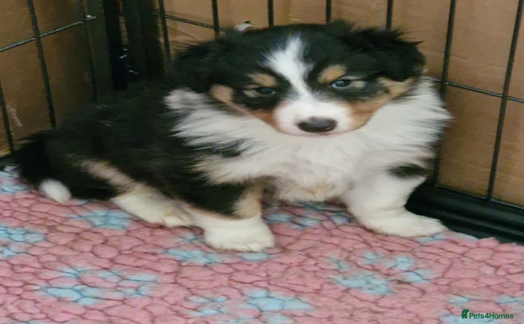 Shetland Sheepdog dogs - Advert 6