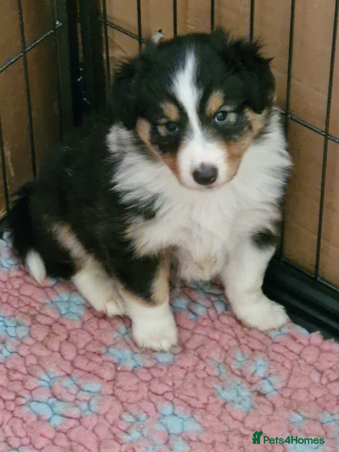 Shetland Sheepdog dogs for sale: Tri-colour puppy boy - Image 1