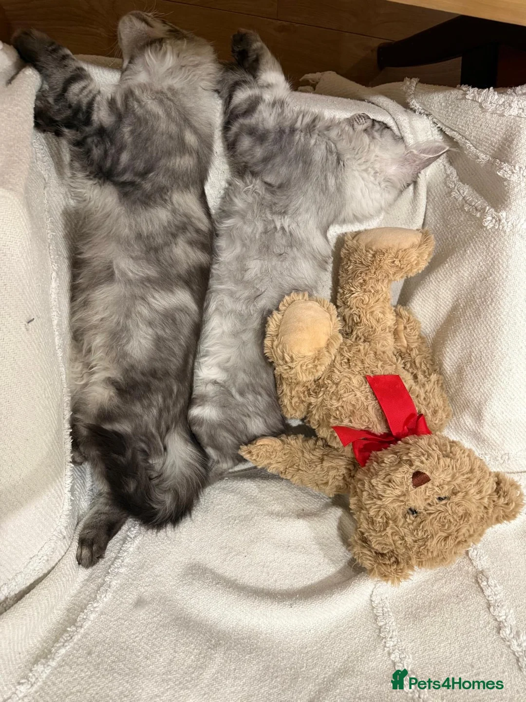 Maine Coon cats for sale: Maine Coon kittens  - Advert 7