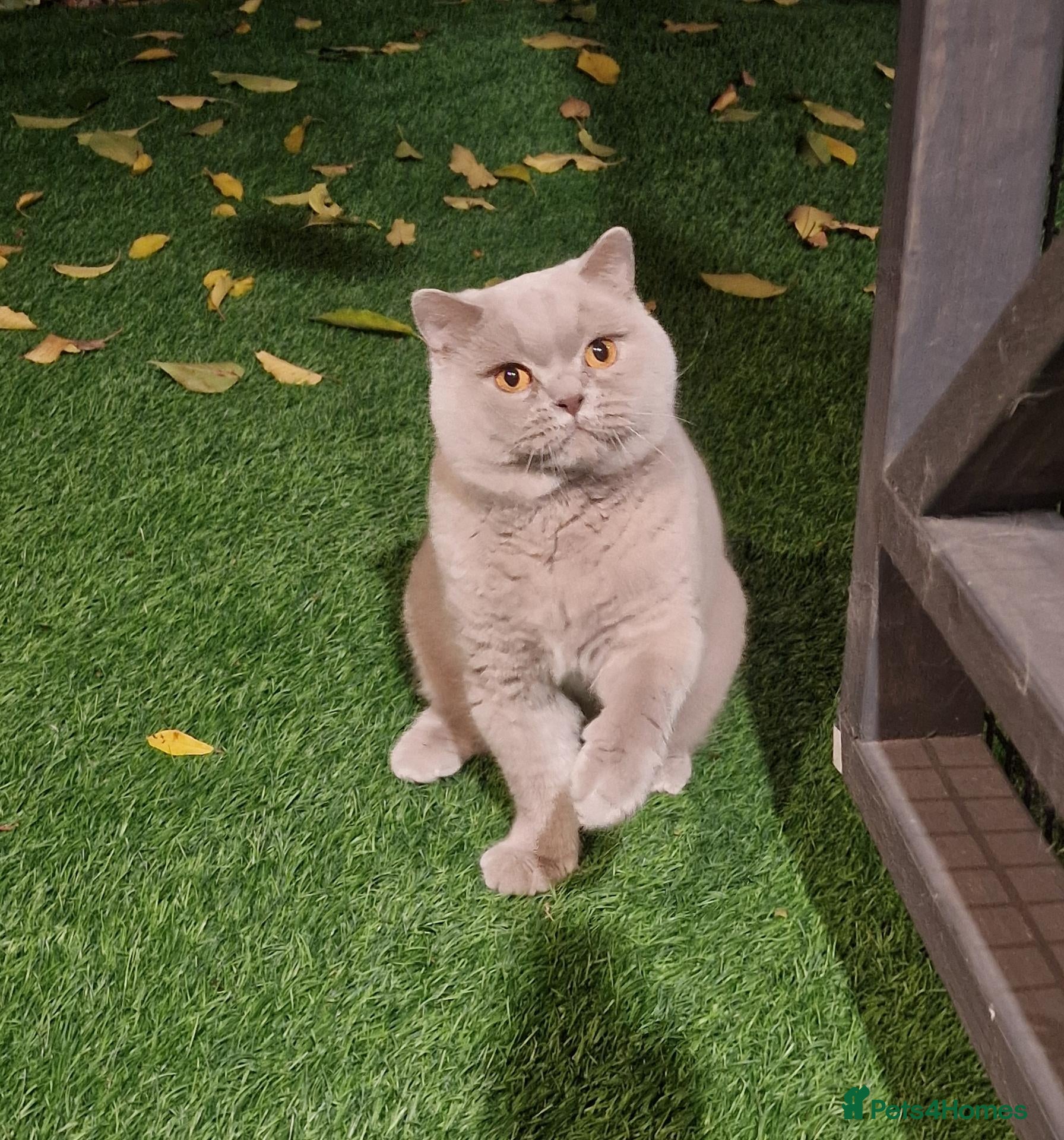British Shorthair cats for stud: 🌟Exclusive Import ⭐World-Class Type🌟 - Advert 6
