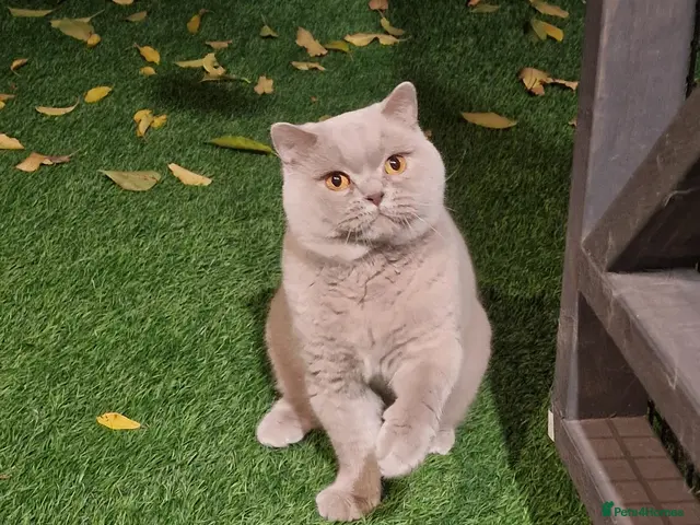 British Shorthair cats for stud: 🌟Exclusive Import ⭐World-Class Type🌟 - Advert 6