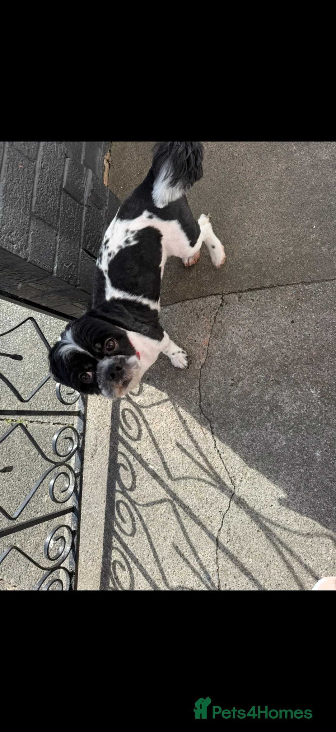 Shih Tzu dogs for sale: 3 year old male Shih Tzu  - Advert 2