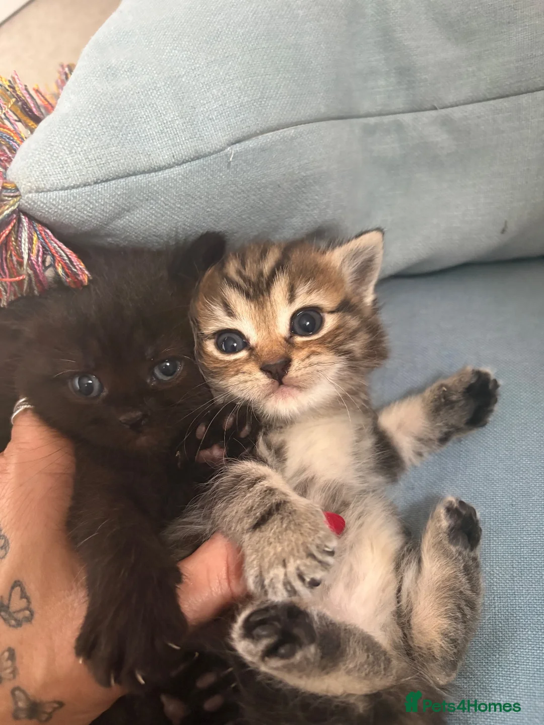 Mixed Breed cats for sale: Gorgeous Healthy Kittens  - Advert 15