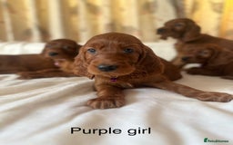 Irish Setter dogs for sale: Irish Setter Puppies 💜 - Image 15