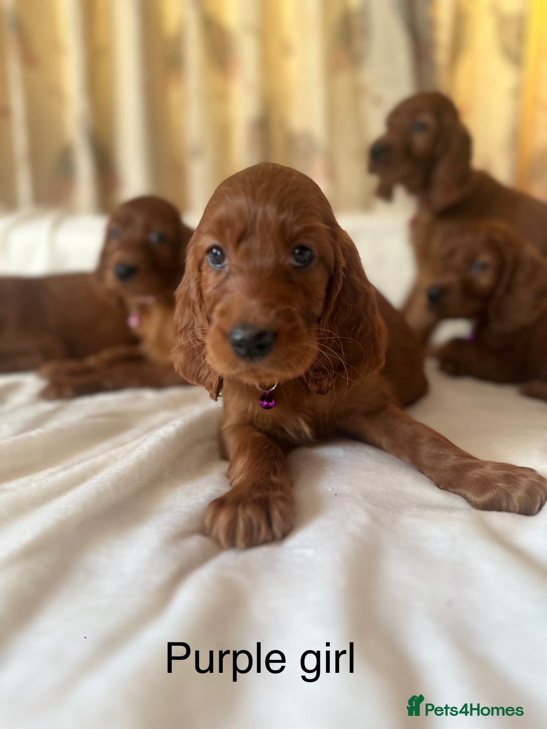 Irish Setter dogs for sale: Irish Setter Puppies 💜 - Image 15