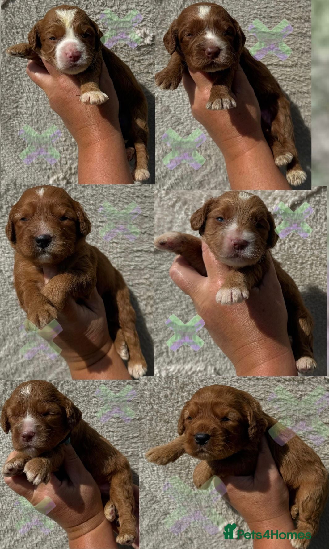 Cockapoo dogs F1 Apricots and fox reds mini cockapoos 30 dna clr - Advert 1