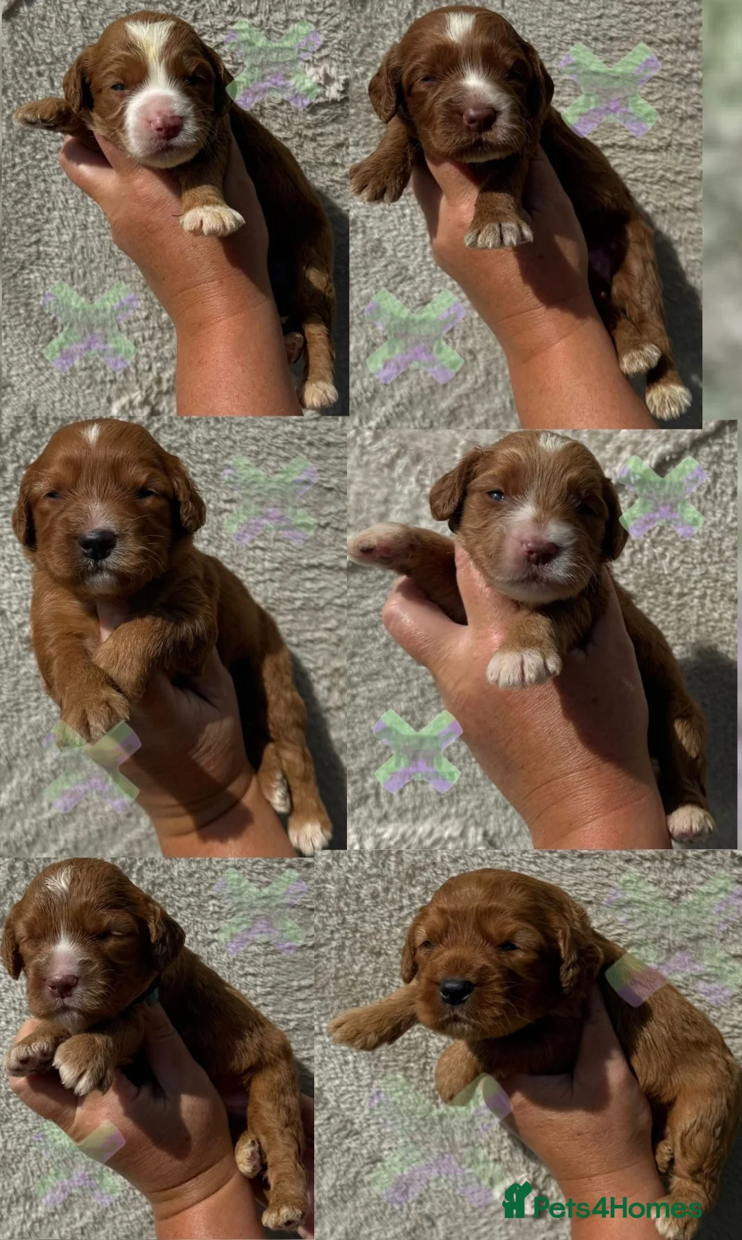 Cockapoo dogs for sale: F1 Apricots and fox reds mini cockapoos 30 dna clr - Advert 1