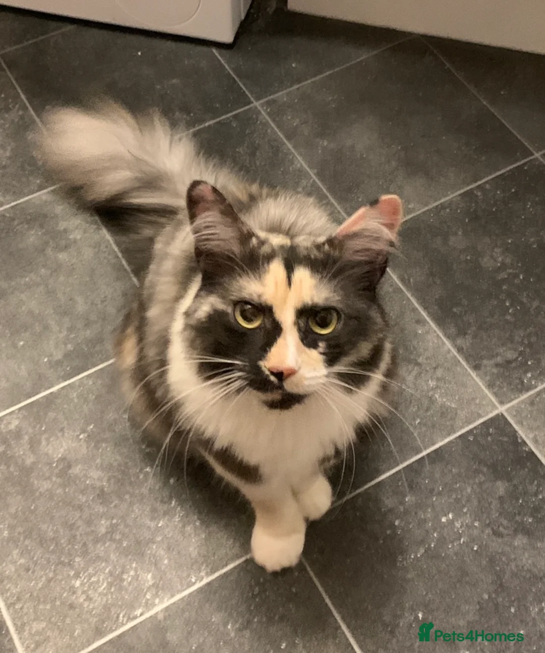 Mixed Breed cats for sale: [4 Yr Old] Mixed Looking For Forever Home - Advert 2