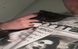 Mixed Breed cats for sale: Beautiful Kittens ready for their forever home!!  - Image 5