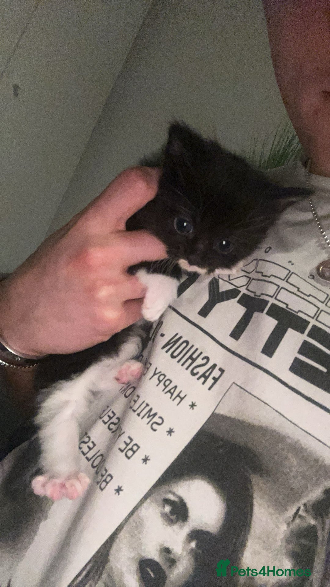 Mixed Breed cats for sale: Beautiful Kittens ready for their forever home!!  - Image 5