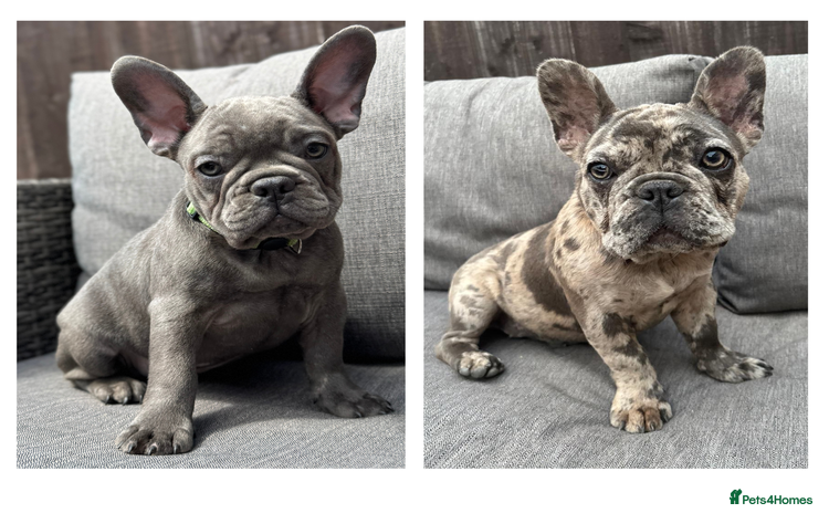 French Bulldog dogs in Walton-on-Thames - Advert 4