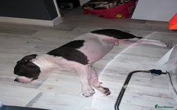 American Bulldog dogs for sale: Gorgeous American bulldog male  - Image 3