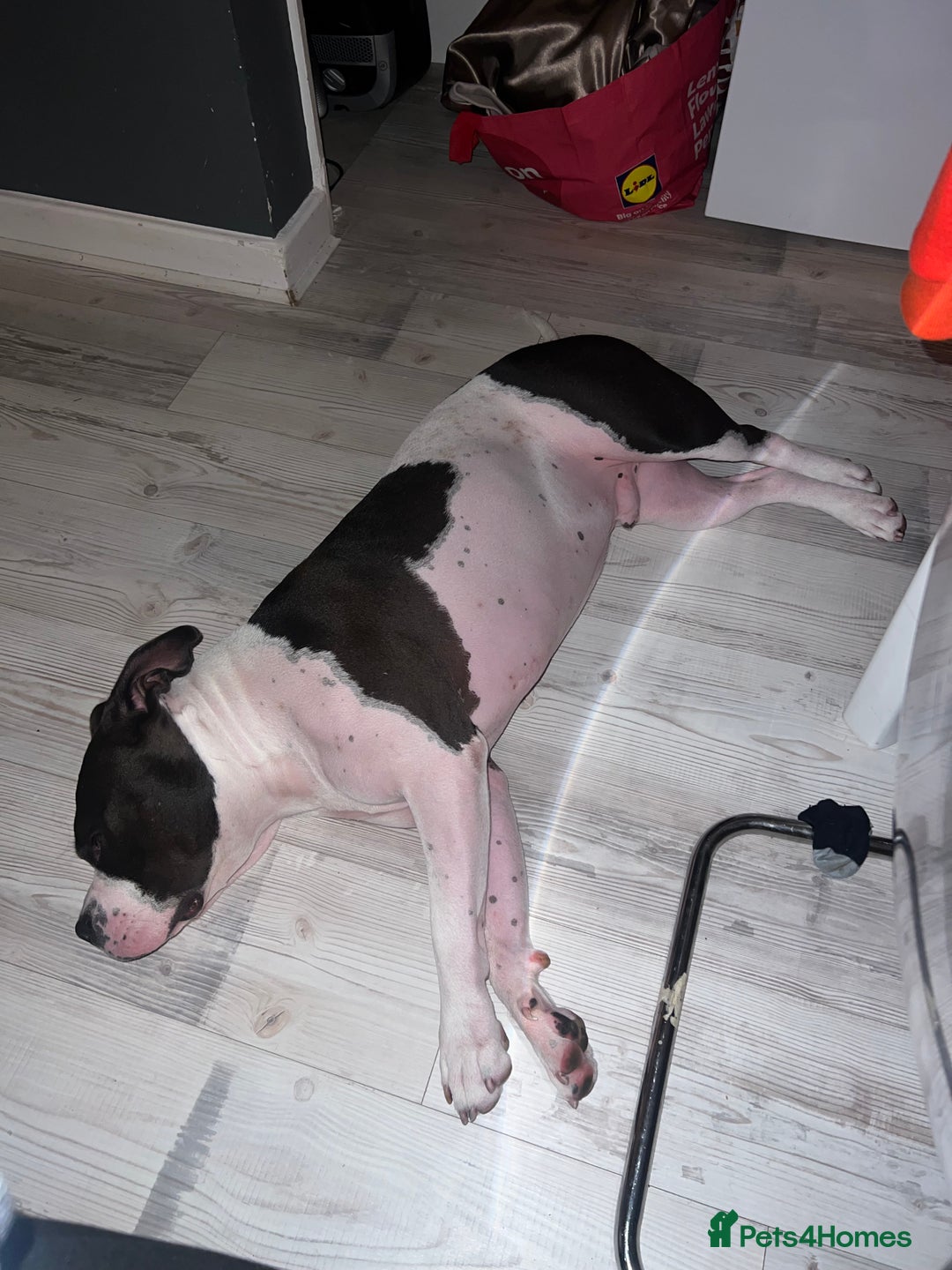 American Bulldog dogs for sale: Gorgeous American bulldog male  - Image 3