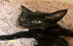 Mixed Breed cats for sale: Lovely little kittens for sale - Image 3