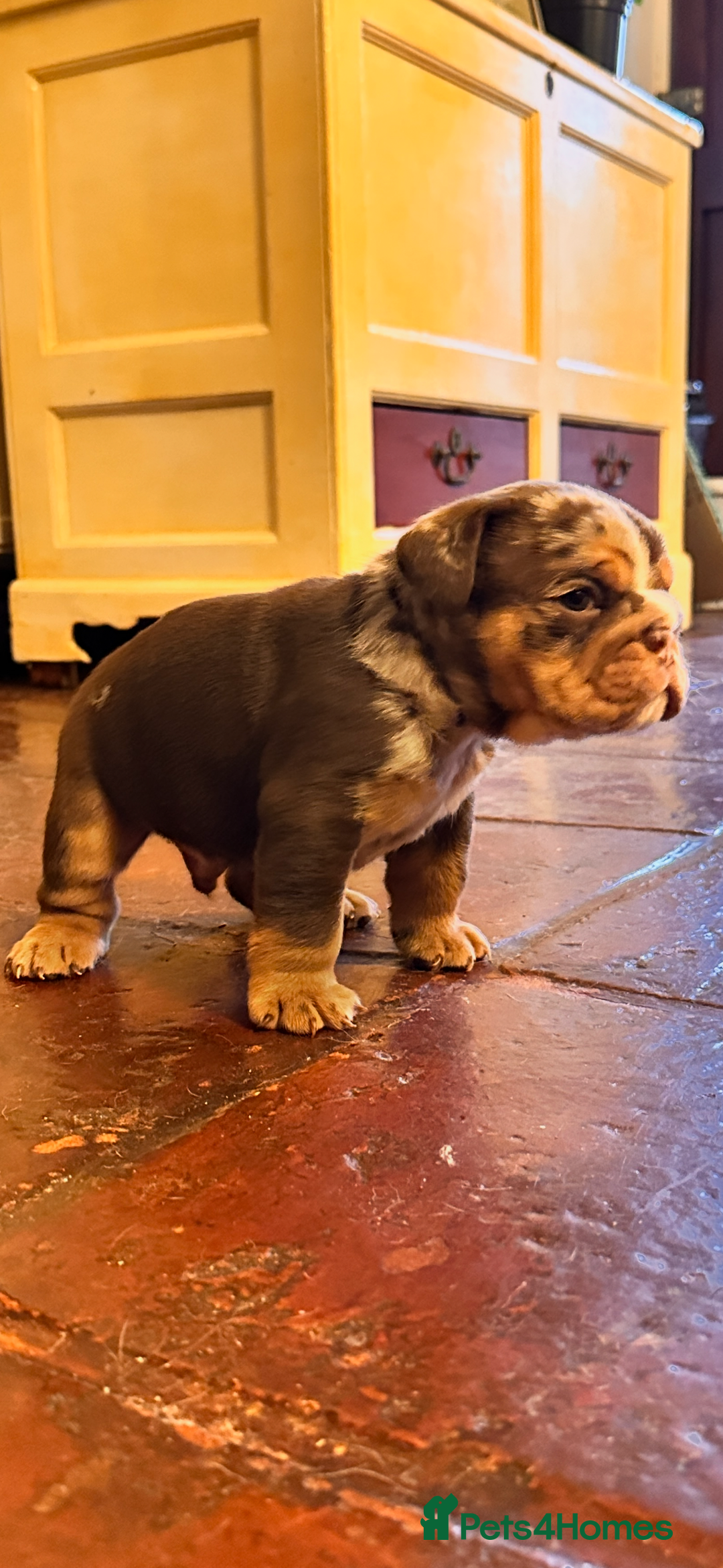 English Bulldog dogs for sale: English bulldogs  - Advert 4