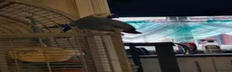 Parrots birds for sale: African grey female -Flo in Barnsley - Advert 2