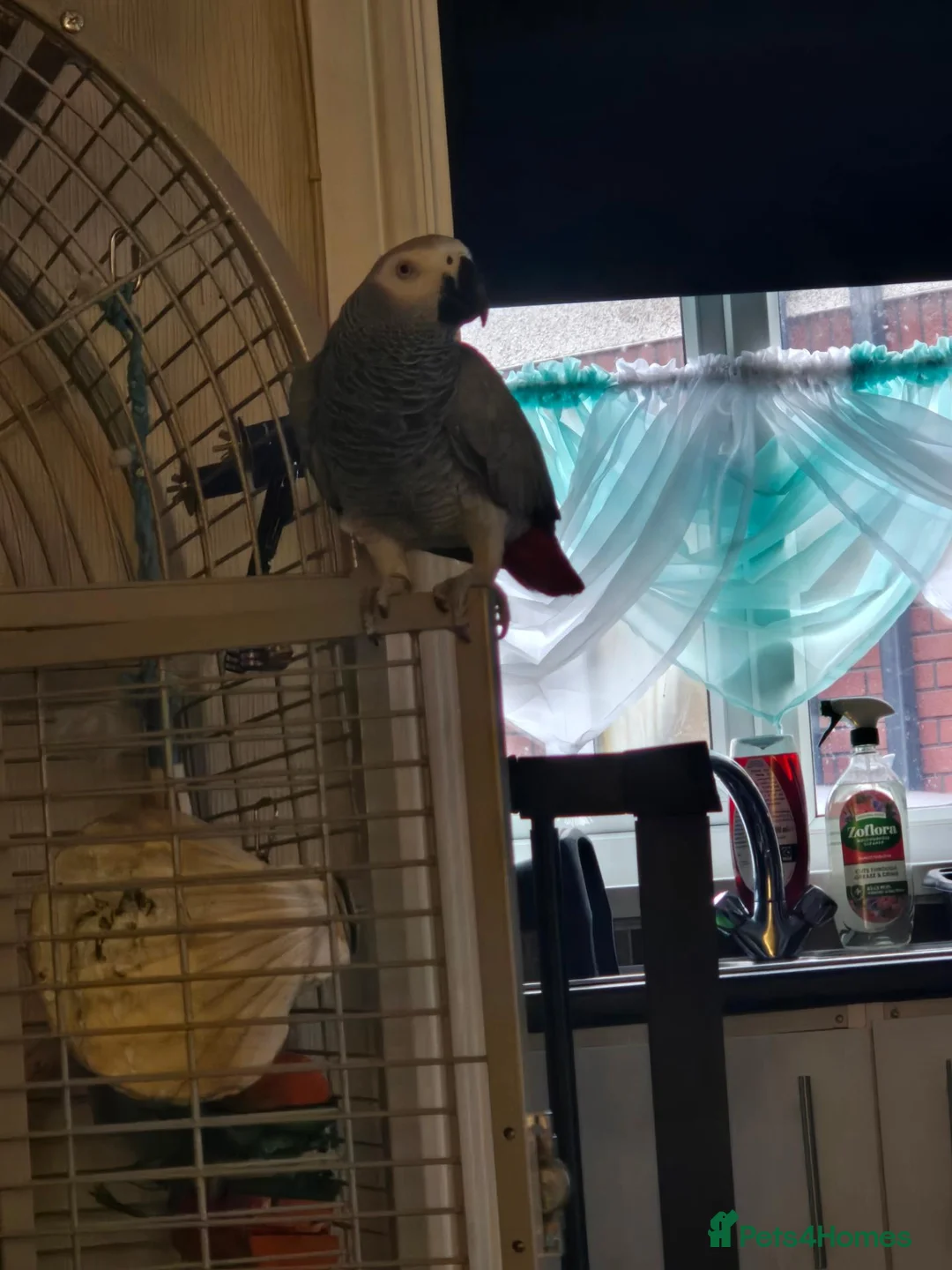 Parrots birds for sale: African grey female -Flo in Barnsley - Advert 2