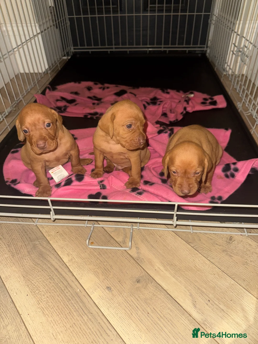 Hungarian Vizsla dogs for sale: Hungarian Vizsla KC Puppies excellent Pedigree - Advert 20