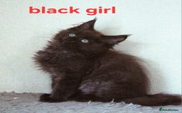 Maine Coon cats for sale: Mainecoon babies - Image 5