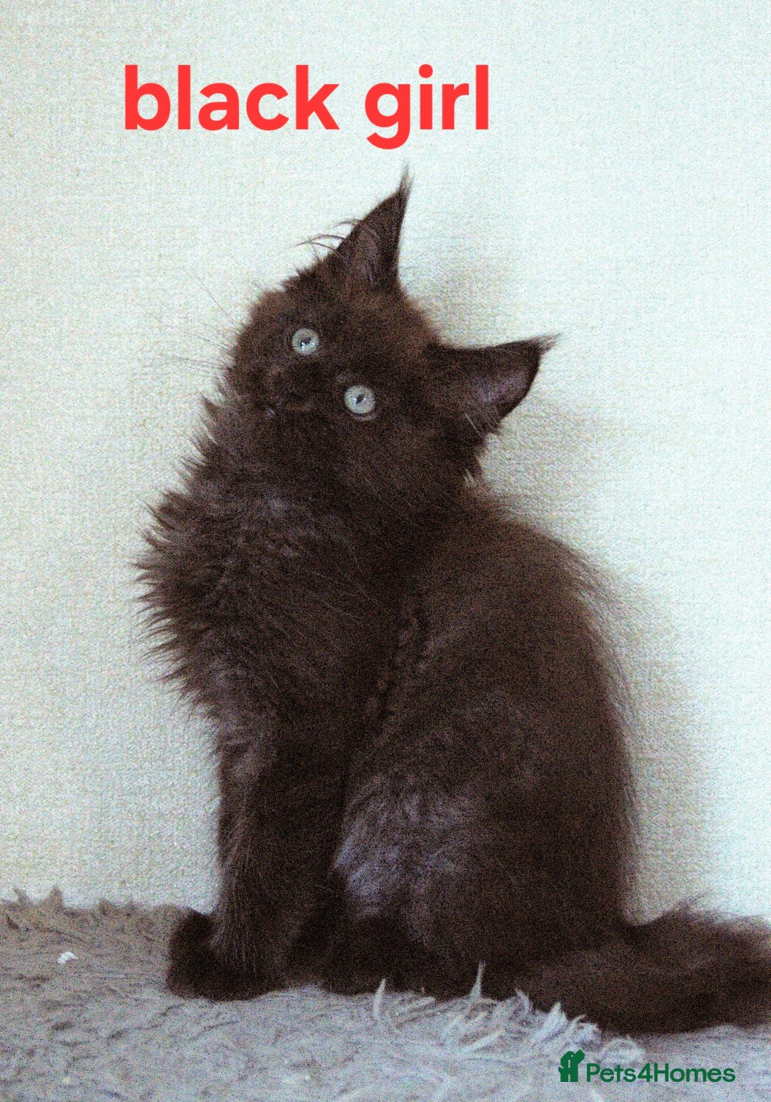 Maine Coon cats for sale: Mainecoon babies - Image 5
