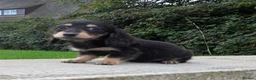 Miniature Dachshund dogs for sale: True longhaired minature dachshunds  - Advert 9