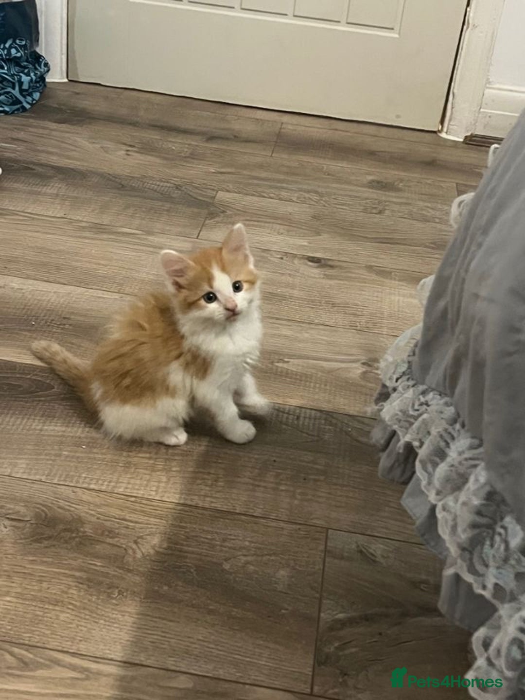 Mixed Breed cats for sale: 7 cute girl kittens  - Advert 7