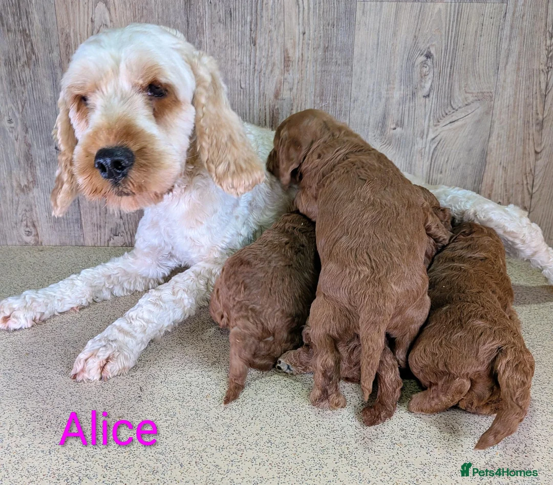 Cockapoo dogs for sale: F1B Cockapoo Puppies Ready for Their Forever Homes in Whitland - Advert 2