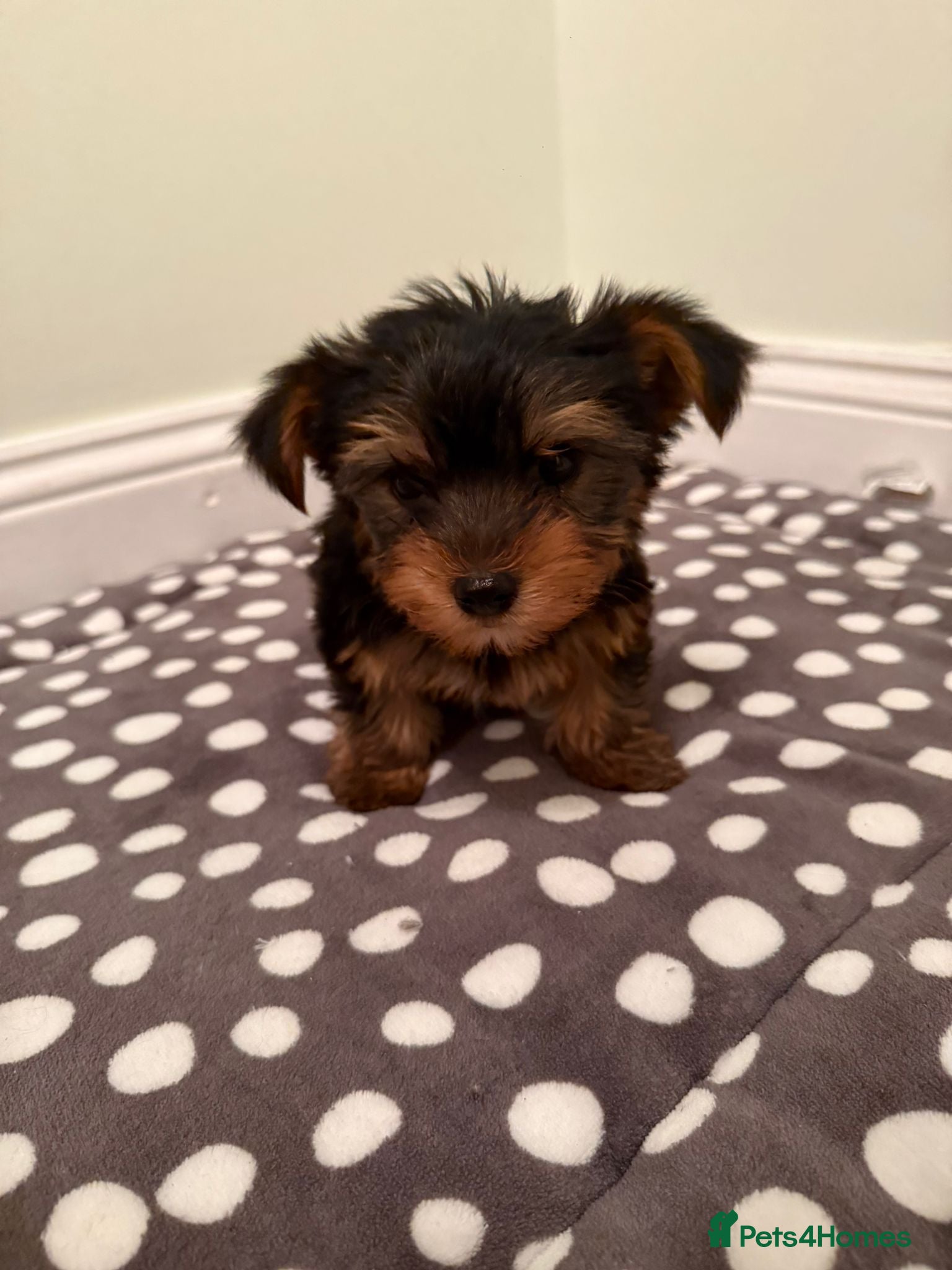 Yorkshire Terrier dogs  Tiny Yorkshire Terrier puppies - Advert 4