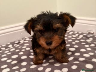 Yorkshire Terrier dogs Tiny Yorkshire Terrier puppies - Advert 16