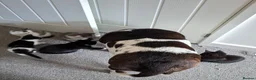 Mixed Breed cats for sale: Beautiful kittens  - Advert 9