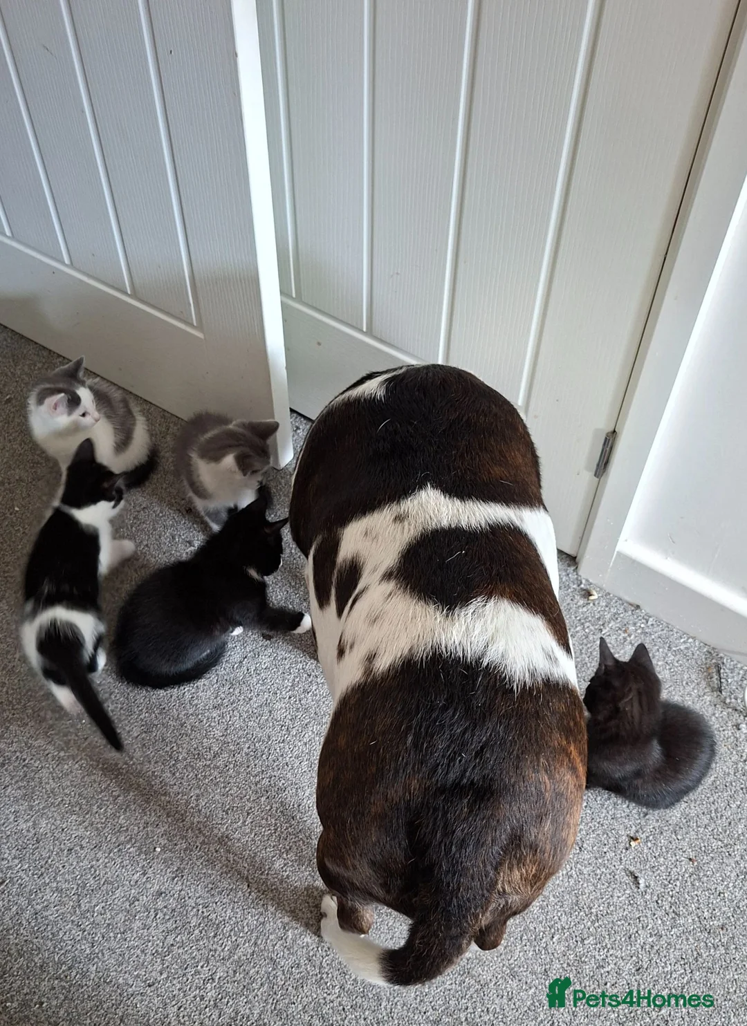 Mixed Breed cats for sale: Beautiful kittens  - Advert 9