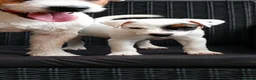 Parson Russell dogs for sale: Quality Parsons Russell Terrier Puppies - Advert 12