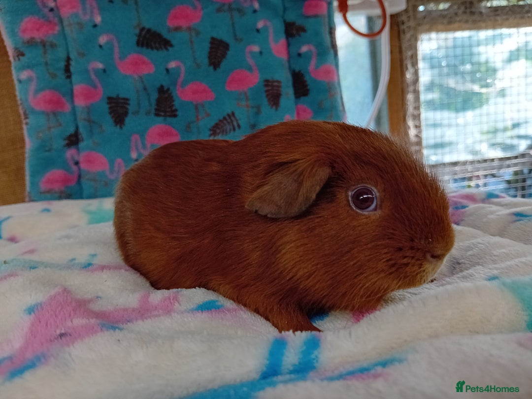 Guinea Pig rodents for sale: Baby Boars Different Breeds Available  - Image 6