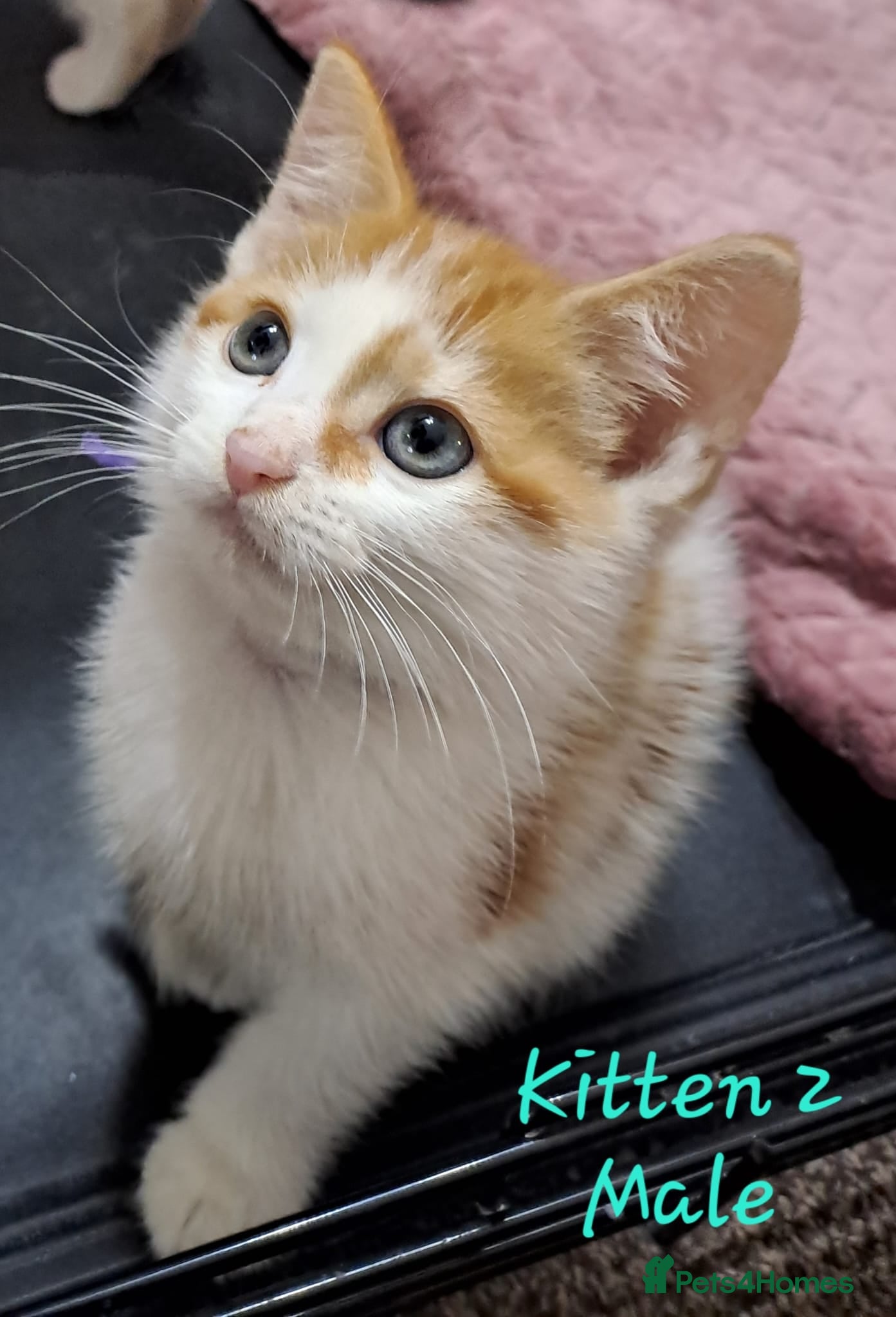Mixed Breed cats 12 Beautifull kittens looking for a home. - Advert 2
