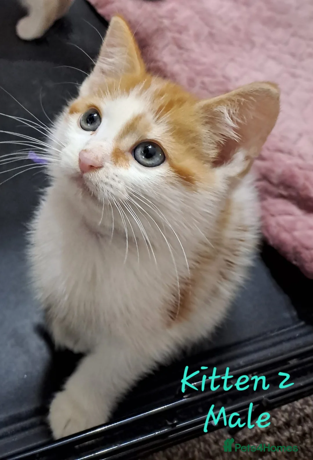 Mixed Breed cats for sale: 12 Beautifull kittens looking for a home. - Advert 1