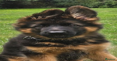German Shepherd dogs - Advert 6