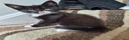 Mixed Breed cats for sale: Mixed race kittens for sale.  - Advert 12
