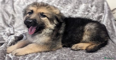 German Shepherd dogs - Advert 9