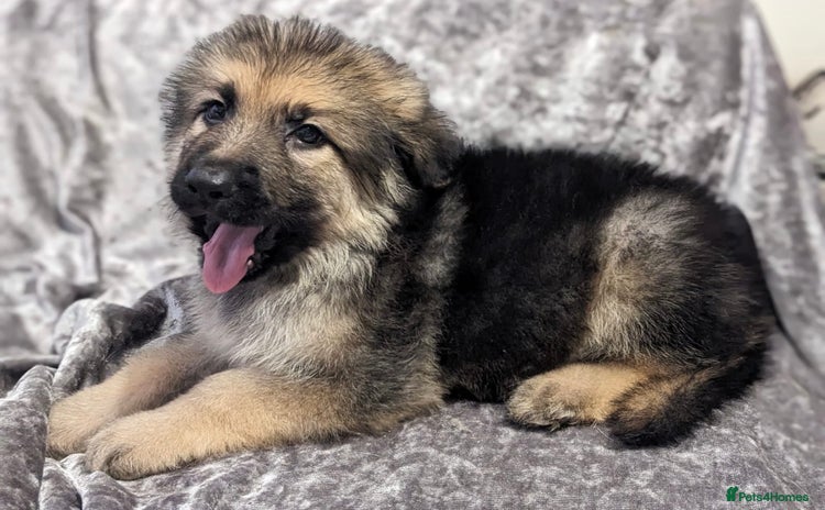 German Shepherd dogs - Advert 15