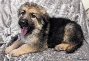 German Shepherd dogs - Advert 1