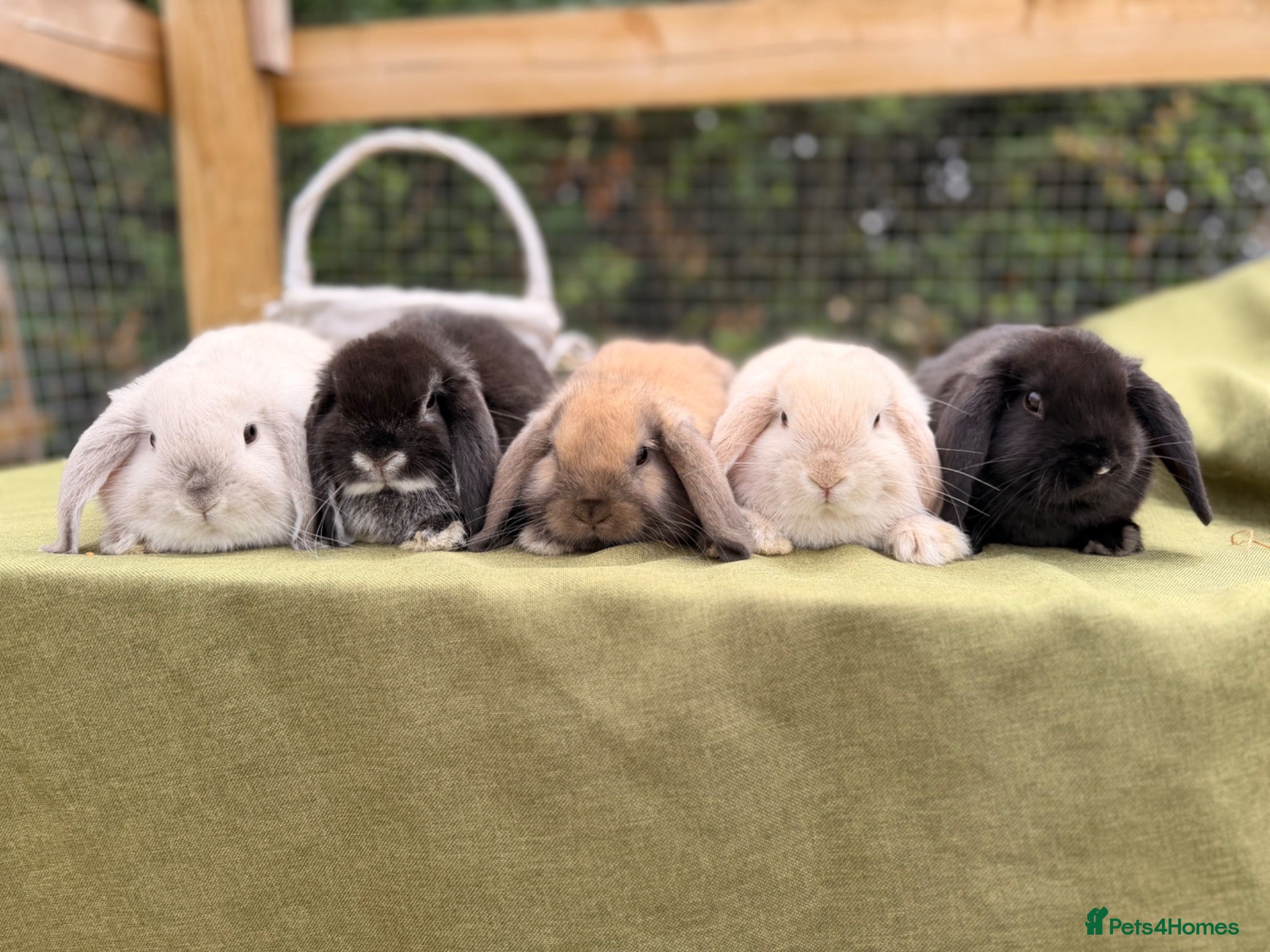 Mini Lop rabbits Mini lop babies! Lots of colours!  - Advert 1