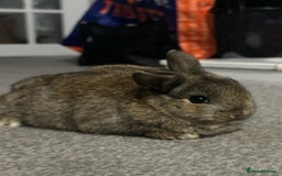 Netherland Dwarf rabbits for sale: netherland dwarf x minilop 5 black / brown rabbits - Image 16