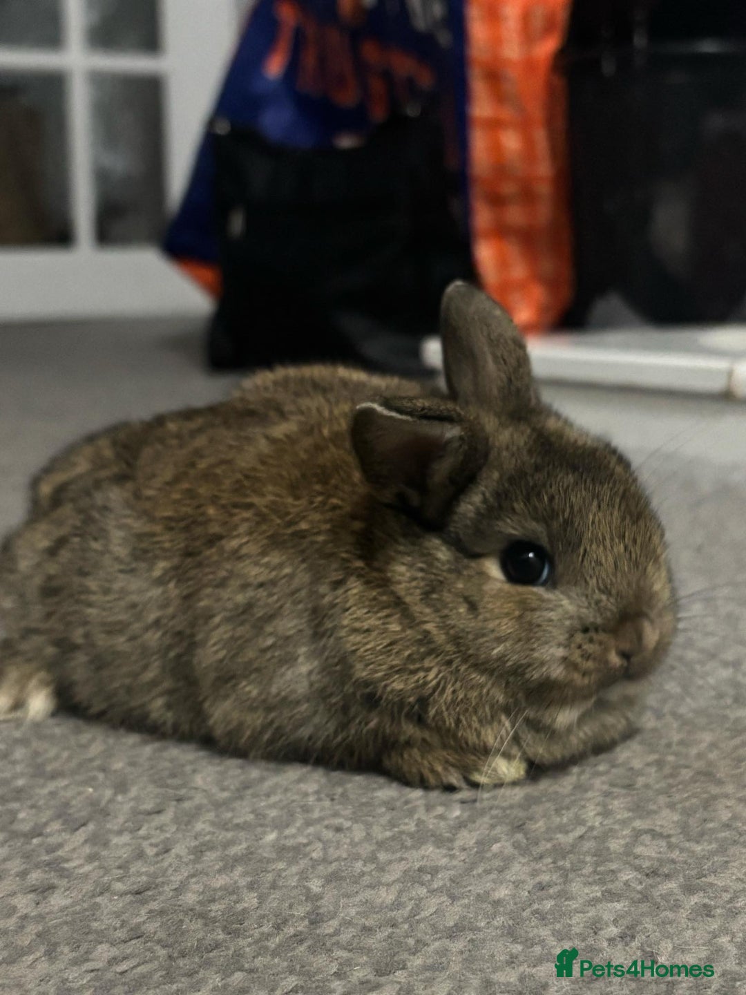 Netherland Dwarf rabbits for sale: netherland dwarf x minilop 5 black / brown rabbits - Image 16